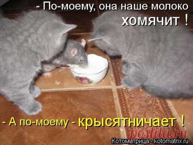 Наглость