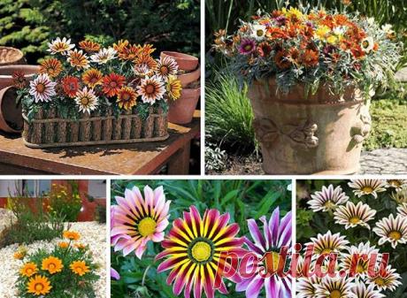 Изысканные сорта газании – знаменитой африканской ромашки