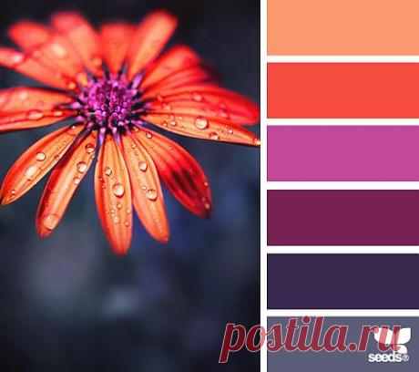Design Seeds® | find your palette