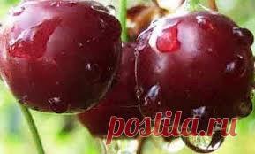 ДОМАШНЕЕ ВИНО ИЗ ВИШНИ