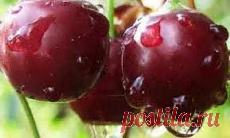 ДОМАШНЕЕ ВИНО ИЗ ВИШНИ