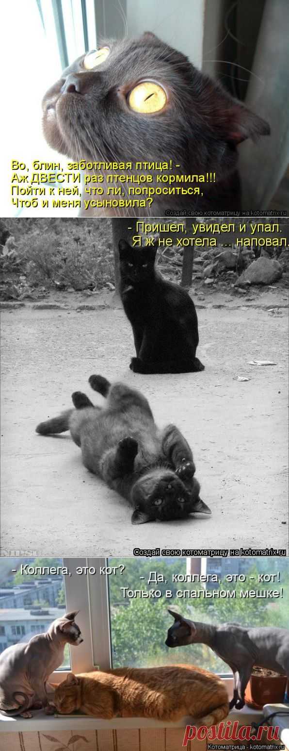 Доброго вечера желают котики и компания:)))