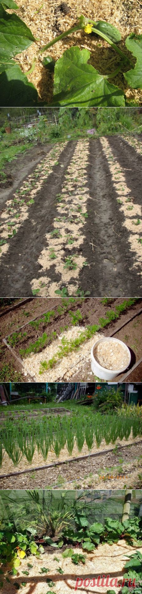 Опилки для огорода | 6 соток