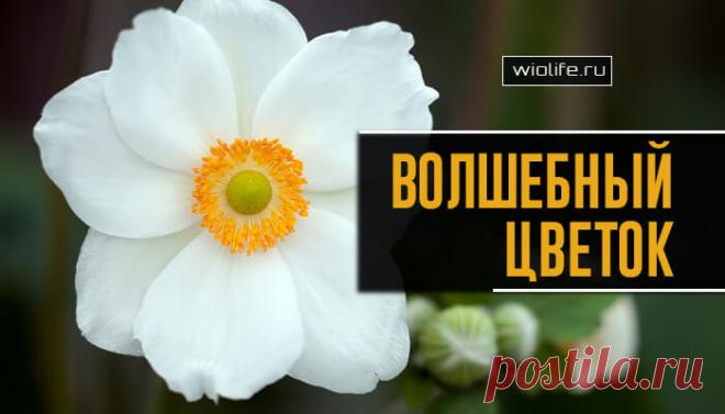 Притча «Волшебный цветок»
В одном городе сын влиятельного человека решил жениться. Он не мог выбрать межу...
Читай дальше на сайте. Жми подробнее ➡