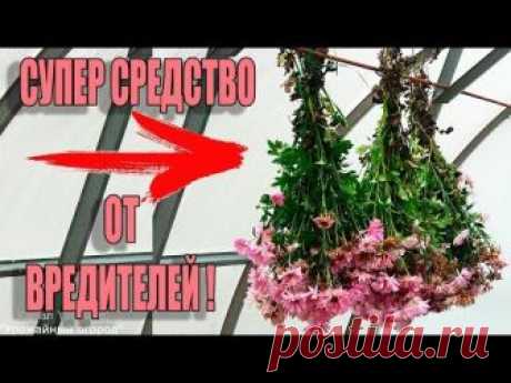 Ржака клуб