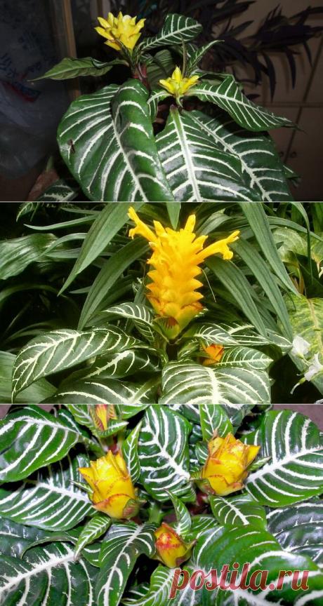 Уход за афеландрой в домашних условиях