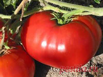Купить семена томатов