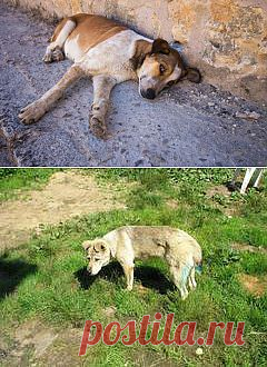 Кто наживается на нашем милосердии к животным? |