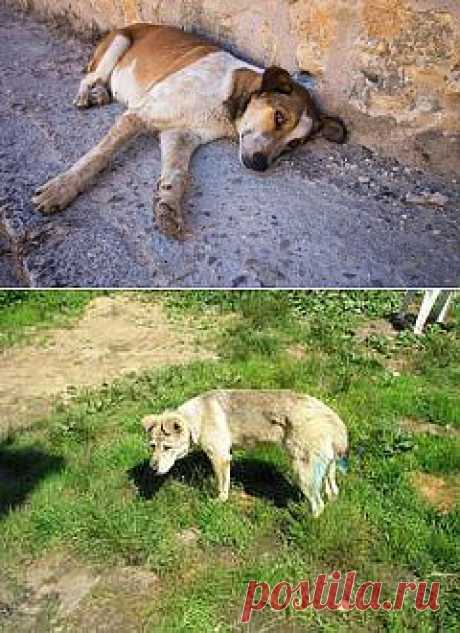 Кто наживается на нашем милосердии к животным? |