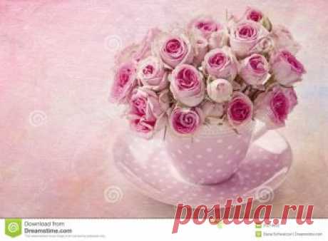 Pink vintage rose stock photo. Image of gift, beautiful - 25214852