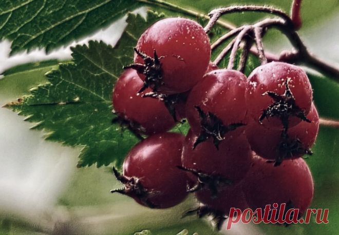 Боярышник - свойства и применение Боярышник - растение, которое не только красиво выглядит, но и обладает ценными лекарственными свойствами. Плоды боярышника, сок или настойка боярышника используются для лечения и профилактики многих заболеваний, в основном сердечно-сосудистых.