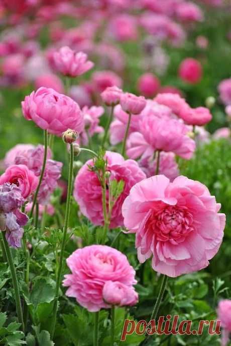 ROMANCE – Сообщество – Google+