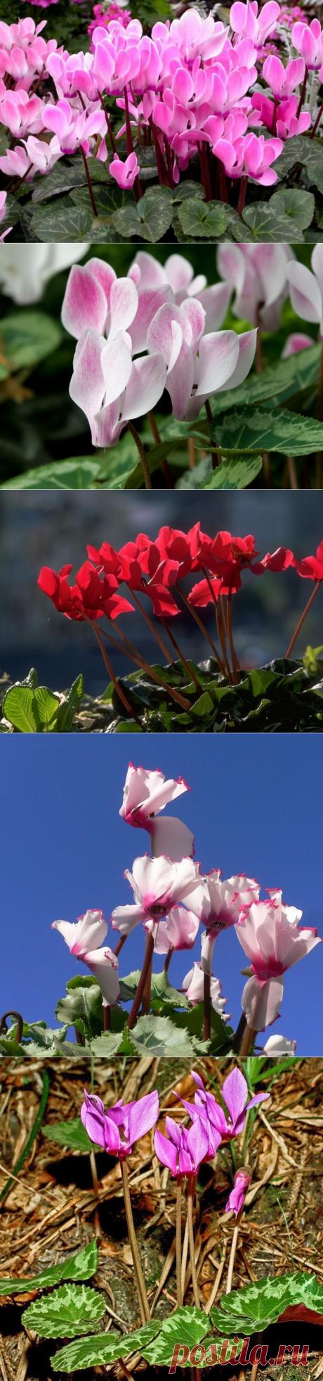 Сорта цикламена: посадка, уход, вредители.