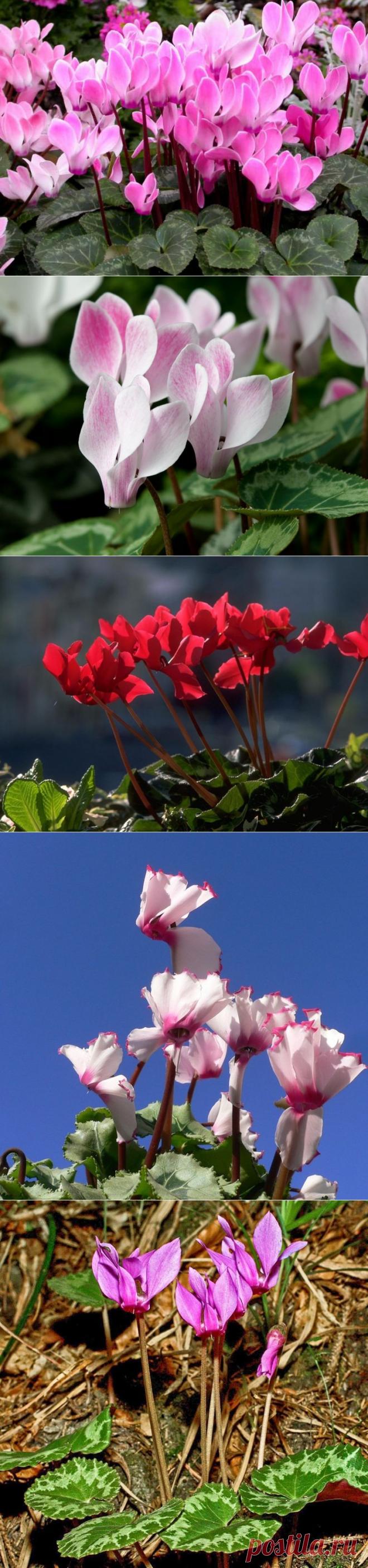 Сорта цикламена: посадка, уход, вредители.