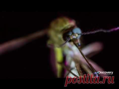 Самое опасное животное на планете - Москиты