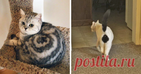 Природа рисует: самые удивительные кошачьи окрасы Коты делают жизнь ярче! А такие коты - вдвойне. Над окрасом шерсти некоторых животных природа действительно постаралась. Просто посмотрите на этих уникальных представителей семейства кошачьих, которые...