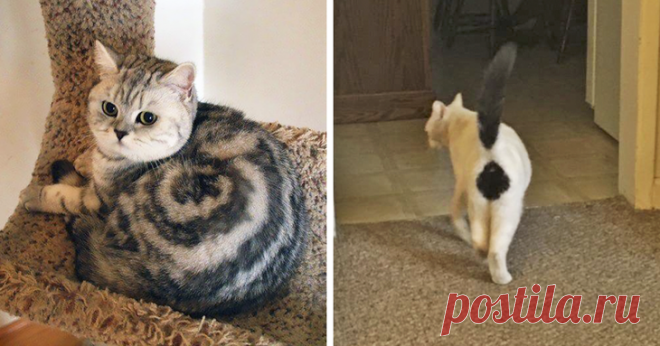 Природа рисует: самые удивительные кошачьи окрасы Коты делают жизнь ярче! А такие коты - вдвойне. Над окрасом шерсти некоторых животных природа действительно постаралась. Просто посмотрите на этих уникальных представителей семейства кошачьих, которые...