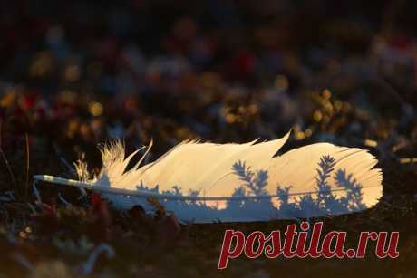 «Потерянное в тундре». «Перо было найдено на Чукотке в зарослях шикши. На этом месте паслись гуси перед отлётом в тёплые края», – рассказывает автор фото Сергей Белых (