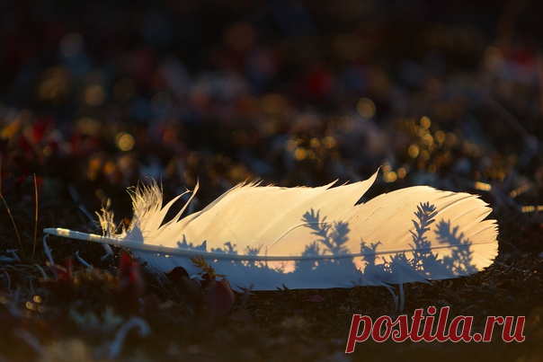 «Потерянное в тундре». «Перо было найдено на Чукотке в зарослях шикши. На этом месте паслись гуси перед отлётом в тёплые края», – рассказывает автор фото Сергей Белых (