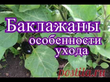 Баклажаны в открытом грунте. Особенности ухода. (20.07.16г.)