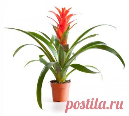 Гусмания. Как выращивать тропическую гостью? | Растения