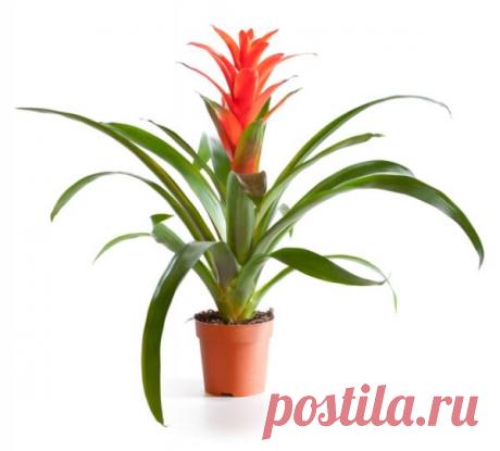 Гусмания. Как выращивать тропическую гостью? | Растения