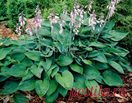 Луковичные, корневища - Хосты - Саженцы почтой, семена почтой от НПО Сады России (Сад и огород). Продажа плодовых саженцев. Интернет-магазин саженцев. - Научно-производственное объединение «Сады России»