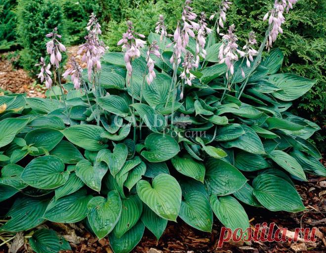 Луковичные, корневища - Хосты - Саженцы почтой, семена почтой от НПО Сады России (Сад и огород). Продажа плодовых саженцев. Интернет-магазин саженцев. - Научно-производственное объединение «Сады России»