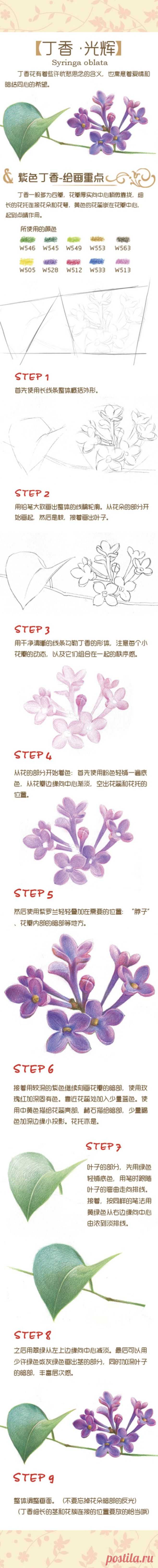 彩铅手绘教程、色铅笔@你會☆彡在哪裡ヽ采集到彩绘。植物。教程～(22图)_花瓣