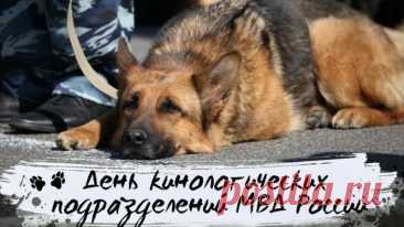 В МВД отряд есть славный,
У бойцов четыре лапы,
Вам, кинологи, желаю
Вместе проходить этапы.