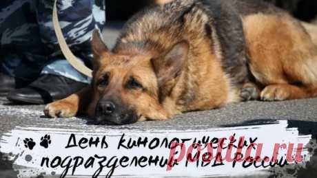 В МВД отряд есть славный,
У бойцов четыре лапы,
Вам, кинологи, желаю
Вместе проходить этапы.