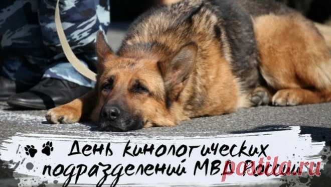 В МВД отряд есть славный,
У бойцов четыре лапы,
Вам, кинологи, желаю
Вместе проходить этапы.
