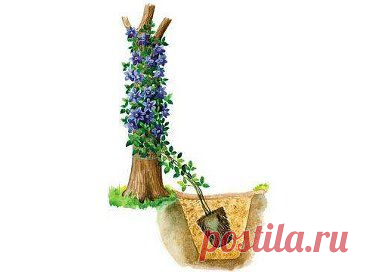 Одноклассники