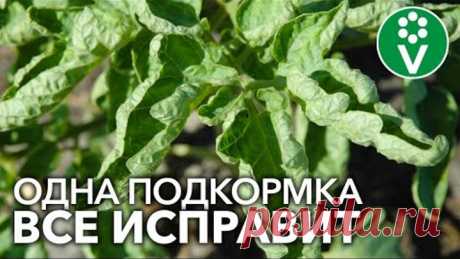 СКРУЧИВАЮТСЯ ЛИСТЬЯ У ТОМАТОВ? Помогите им быстро и эффективно!