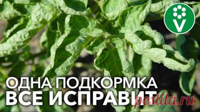 СКРУЧИВАЮТСЯ ЛИСТЬЯ У ТОМАТОВ? Помогите им быстро и эффективно!