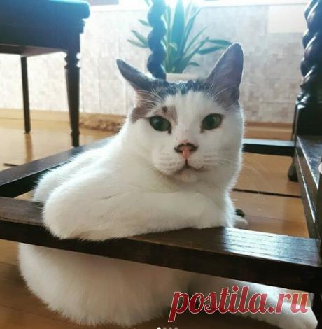 Забавные фото котов для хорошего настроения | Мечтательная кошка | Яндекс Дзен