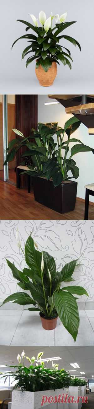 Виды спатифиллума и как его выращивать
