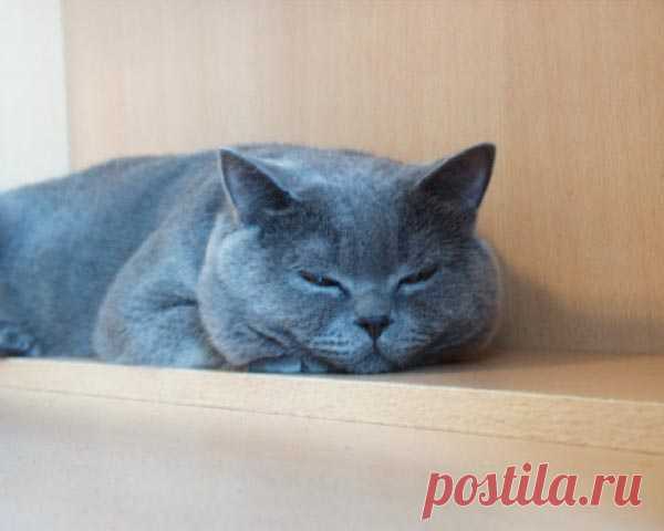 Голубой британский кот.