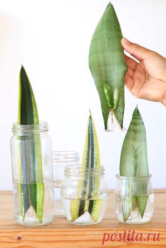 Propagate Sansevieria (Snake Plant): 3 Easy Ways!