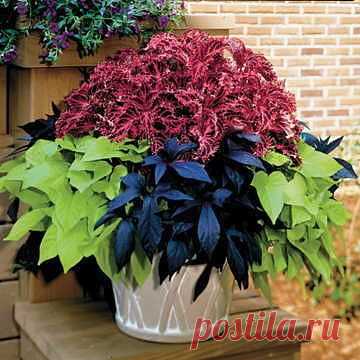 КОЛЕУСЫ | Самоцветик