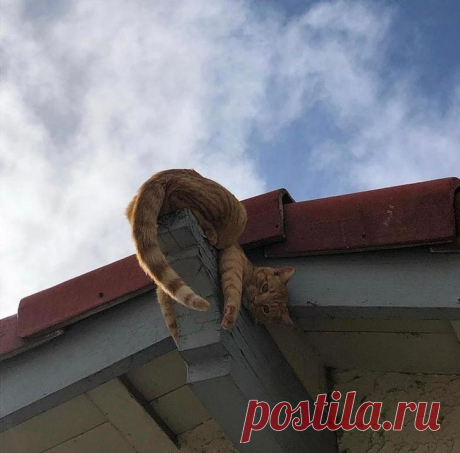 16 котиков-муркотиков, которые своей неуклюжестью умеют здорово повеселить хозяина