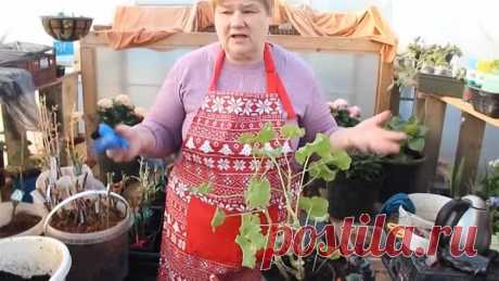 Как Подарить Герани Жизнь. Герань Уход и Размножение. Черенкование Герани.
