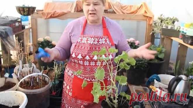 Как Подарить Герани Жизнь. Герань Уход и Размножение. Черенкование Герани.