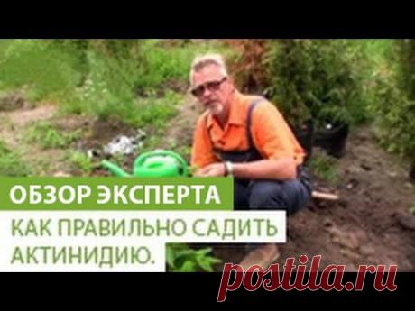 Как правильно садить актинидию. Уход за актинидией - YouTube