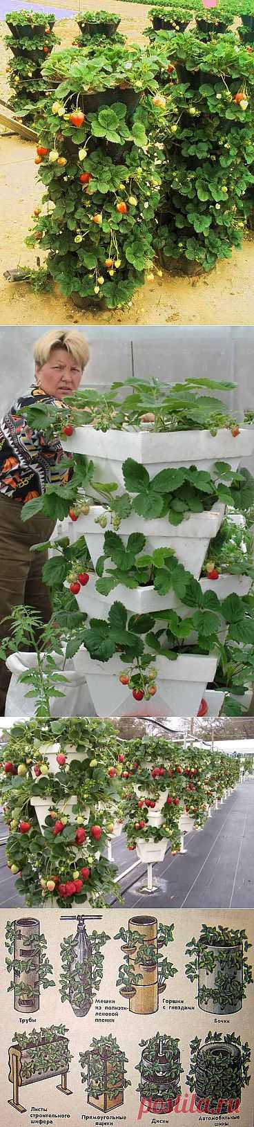 Земляника из блога Румилы.