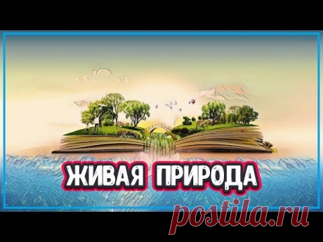 ЯВЛЕНИЯ ПРИРОДЫ - 7 УНИКАЛЬНЫХ ФЕНОМЕНОВ ПРИРОДЫ (явления живой природы) - YouTube