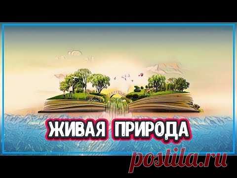 ЯВЛЕНИЯ ПРИРОДЫ - 7 УНИКАЛЬНЫХ ФЕНОМЕНОВ ПРИРОДЫ (явления живой природы) - YouTube