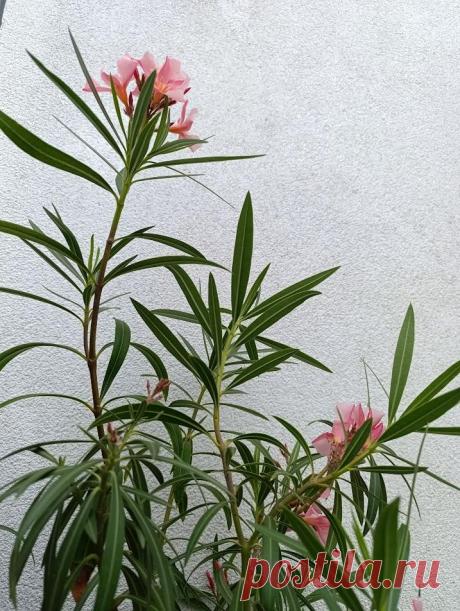 Паспорт растения: Олеандр обыкновенный, розовый