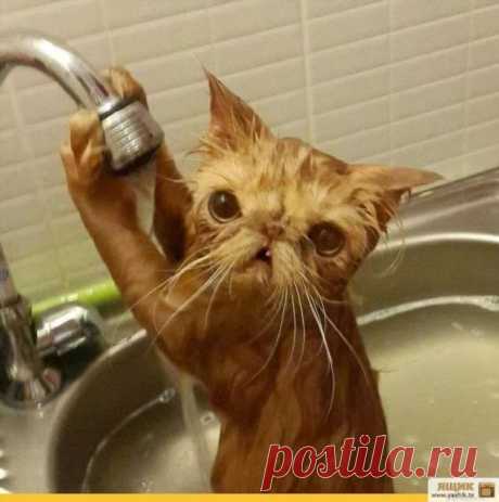 Приколы. Подборка прикольных картинок и фото №ofigennaja-04541007052020 | Офигенная