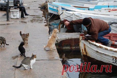 Не жизнь, а сказка...Холят, лелеют,а еще и постоянно фотографируют (из цикла балаклавские коты).